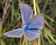 Common blue butterfly. Photograph courtesy of Bill Grange. 